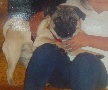 Home available with family and Loving mama for a male pug puppy !