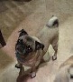 lost family Pug